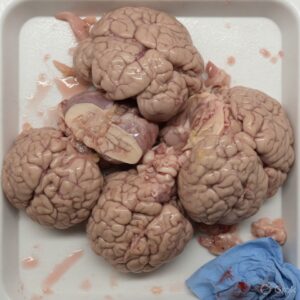 LAMB: BRAINS (6 PACK)